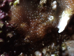 Cryptosula pallasiana