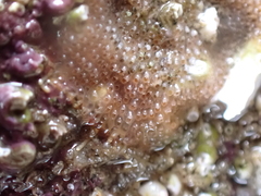 Cryptosula pallasiana