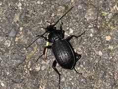 Carabus vinctus