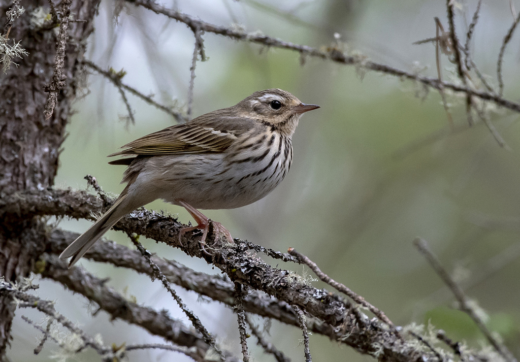 Olive-backed Pipit photo