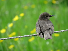Sturnus vulgaris