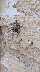 Menemerus semilimbatus