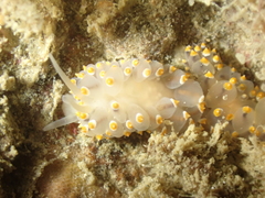 Eubranchus tricolor