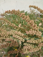 Rumex