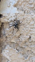 Menemerus semilimbatus