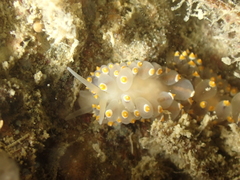 Eubranchus tricolor