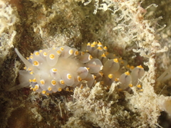 Eubranchus tricolor