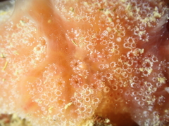 Aplidium elegans