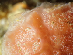 Aplidium elegans