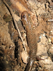 Desmognathus valtos