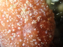 Aplidium elegans