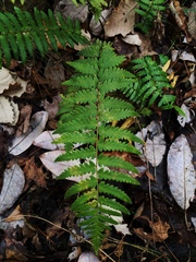 Dryopteris ludoviciana