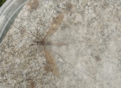 Acutipula