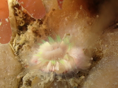 Caryophyllia smithii