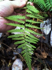 Dryopteris ludoviciana