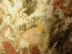Crimora papillata