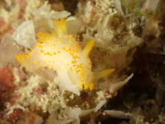 Crimora papillata