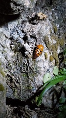 Cosmoscarta dorsimacula