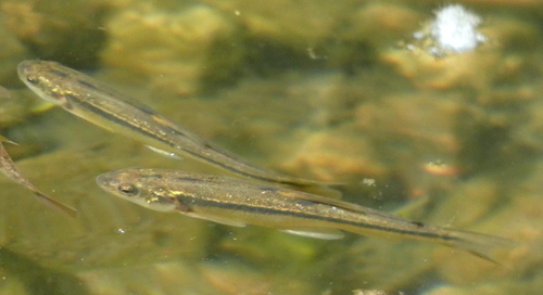 Longfin dace (Agosia chrysogaster) — Cyprinidae — 4