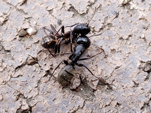 Eastern black carpenter ant