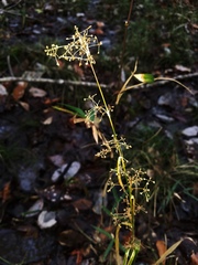 Rhynchospora miliacea