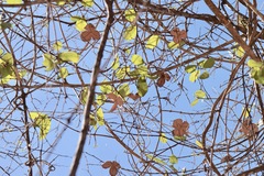 Semialarium mexicanum