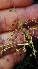 Rhynchospora miliacea