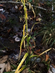 Rhynchospora miliacea