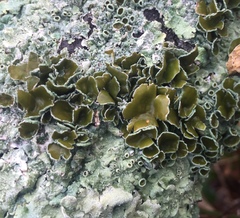 Parmotrema submarginale
