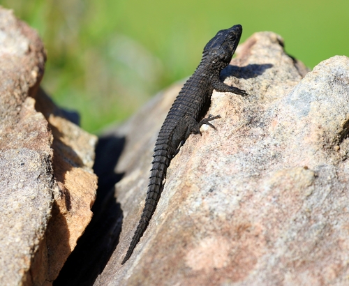 Cordylus niger