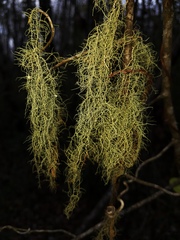 Usnea trichodea