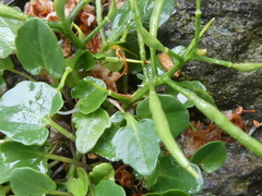Barbarea rupicola