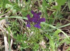 Viola etrusca