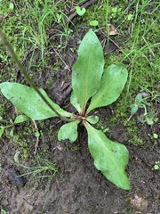 Primula fassettii
