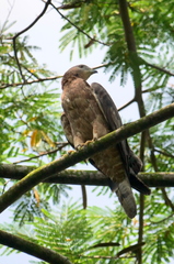 Pernis ptilorhynchus orientalis