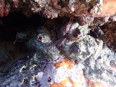 Pyura stolonifera