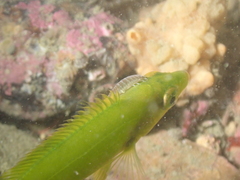 Anilocra frontalis