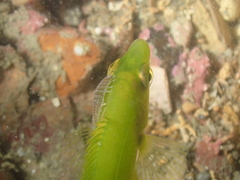 Anilocra frontalis