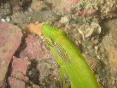 Anilocra frontalis