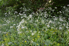 Chaerophyllum hirsutum