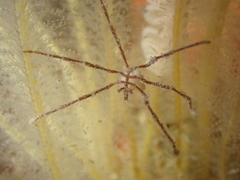 Eupantopodida