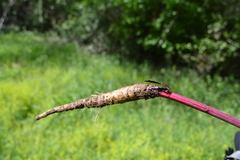 Chaerophyllum hirsutum