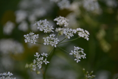 Chaerophyllum hirsutum