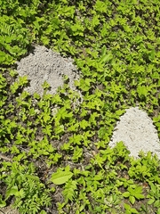 Talpa europaea