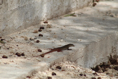 Aspidoscelis angusticeps angusticeps