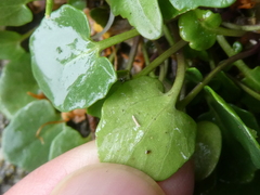 Barbarea rupicola