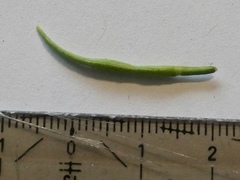 Barbarea rupicola