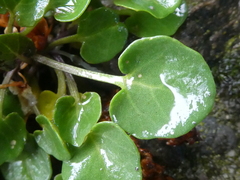 Barbarea rupicola