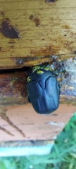 Protaetia opaca