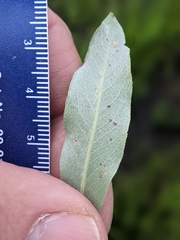 Salix sericea